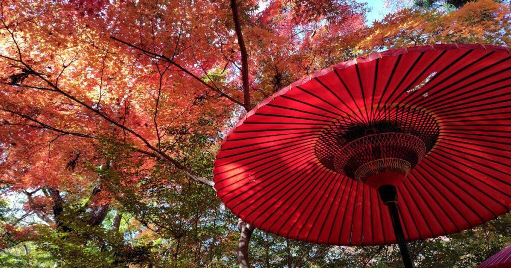 野点傘と紅葉