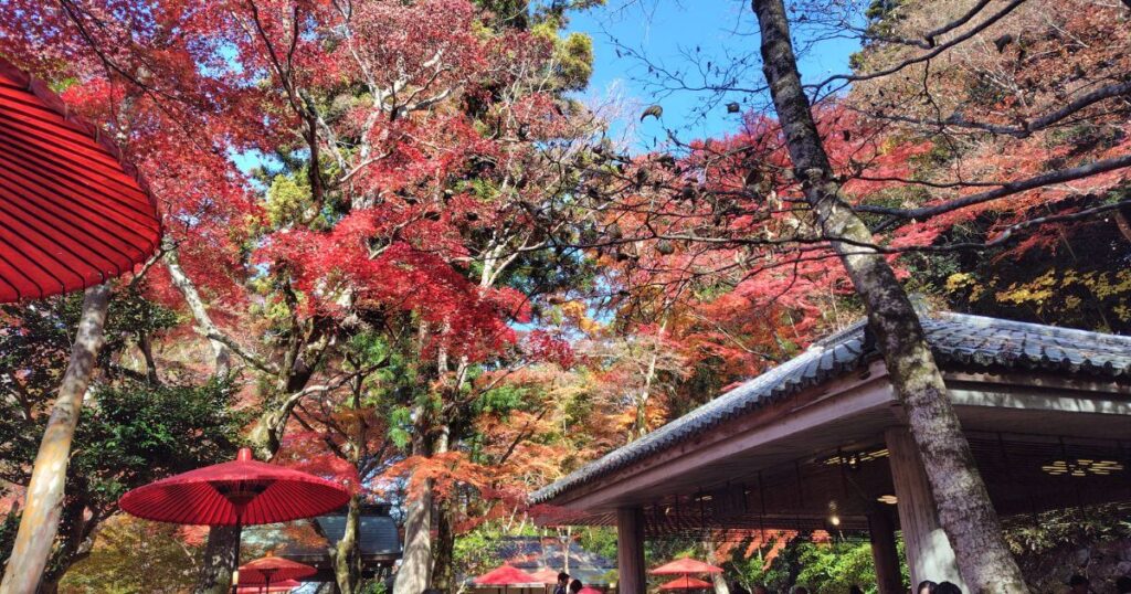 広場の頭上に広がる紅葉