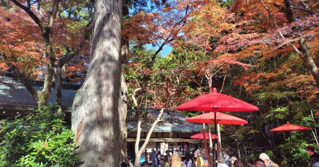 広場の紅葉と茶店
