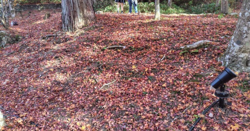 落ち葉のじゅうたん