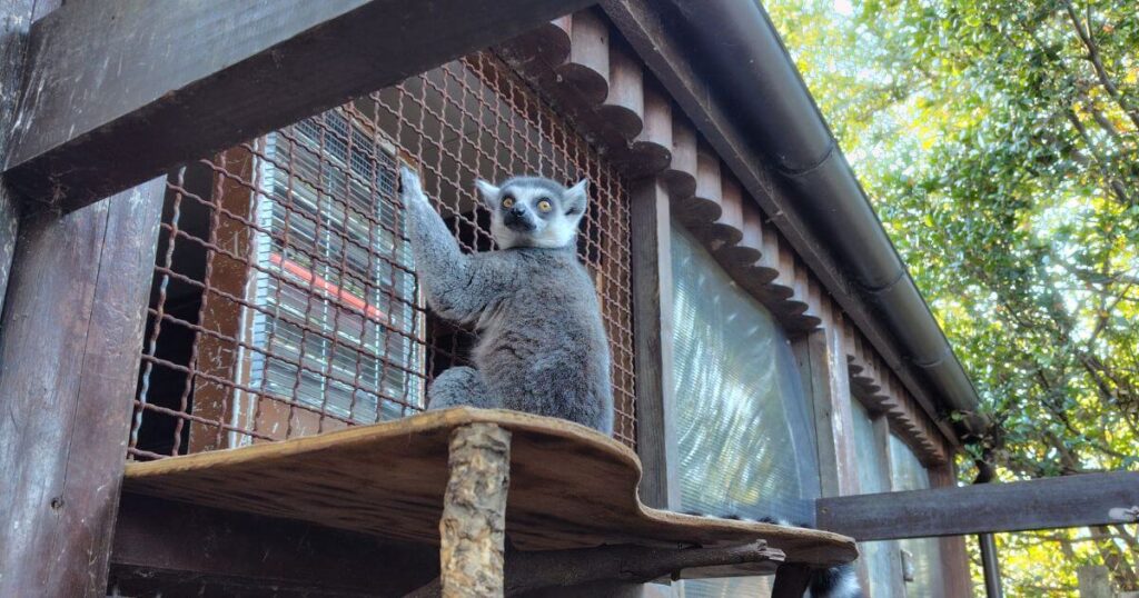 暖を取るワオキツネザル