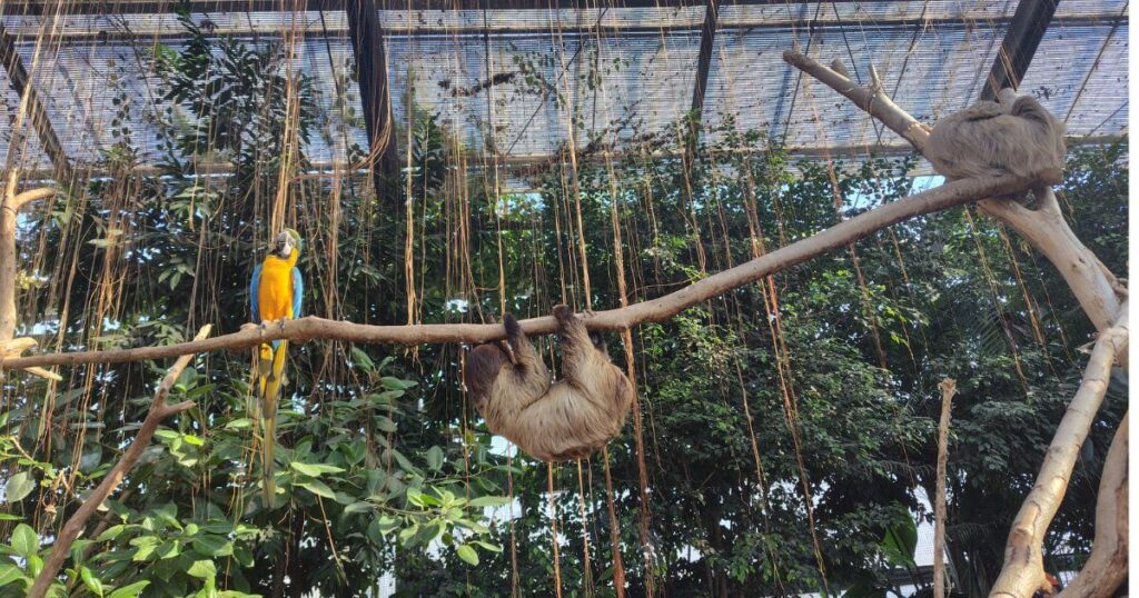 フタユビナマケモノとルリコンゴウインコ