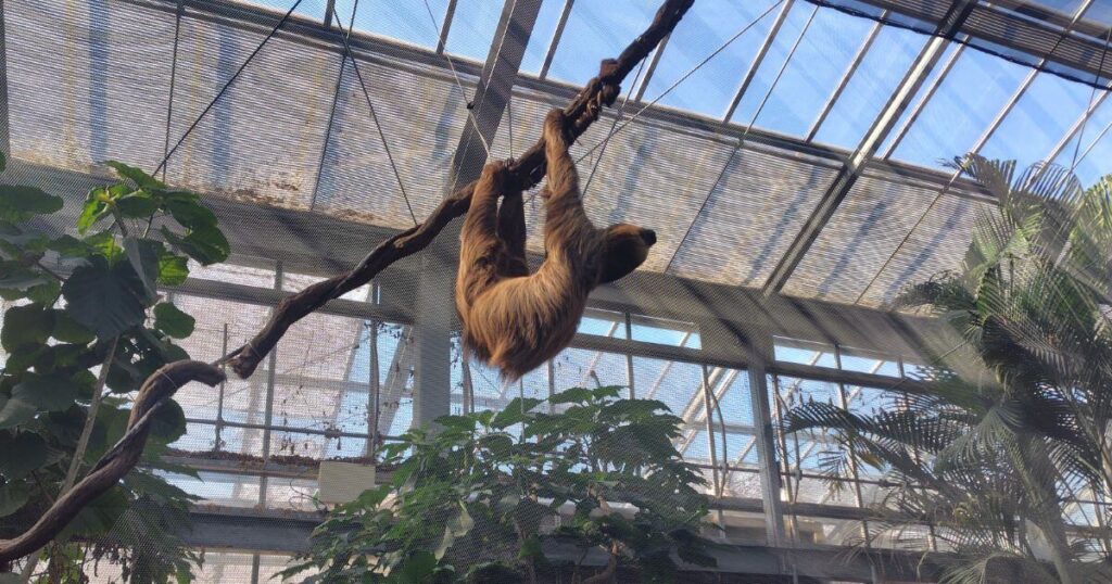 フタユビナマケモノ