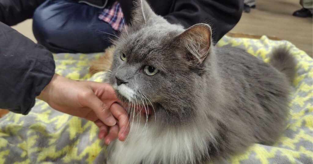 ワンタッチ・ニャンタッチのふれあい体験