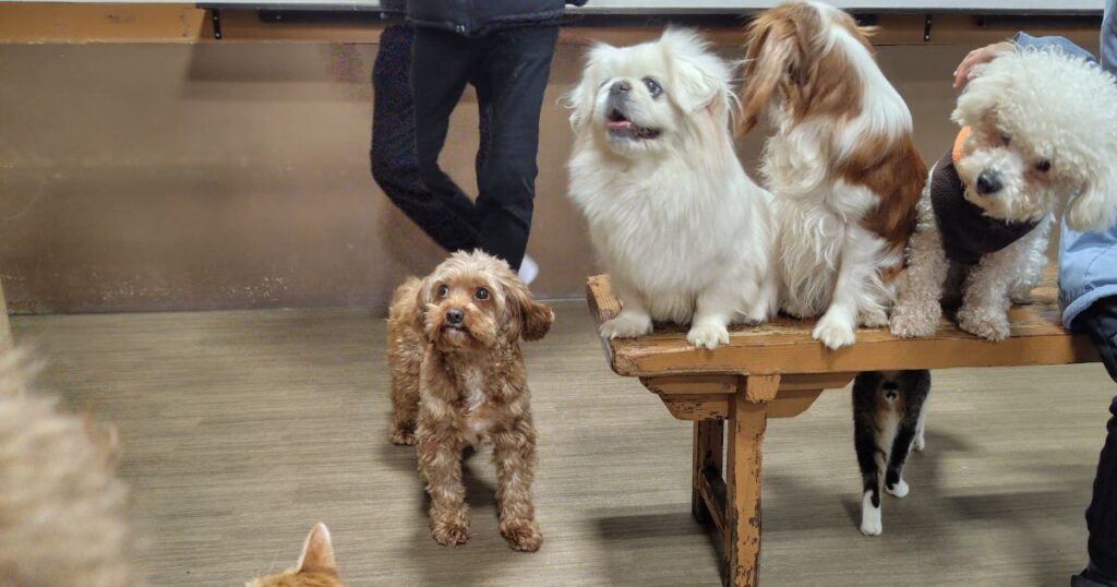 ワンタッチ・ニャンタッチのふれあい体験