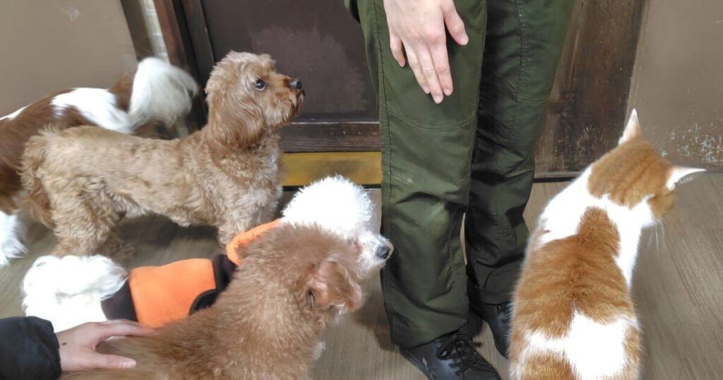 ワンタッチ・ニャンタッチのふれあい体験