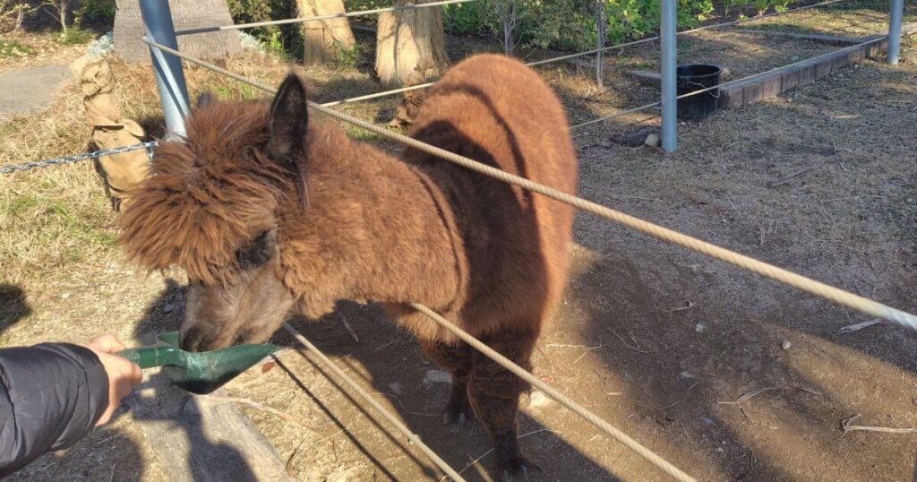 アルパカの餌やり体験