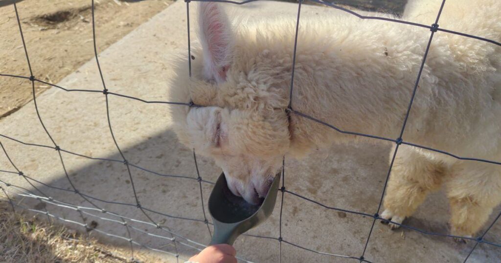 アルパカの餌やり体験