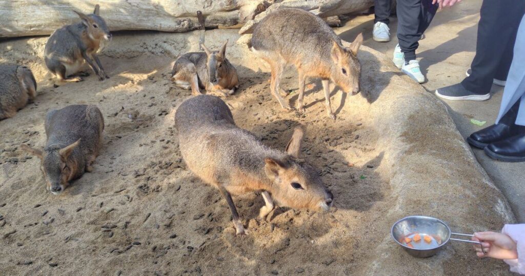 マーラのにんじんの餌やり体験