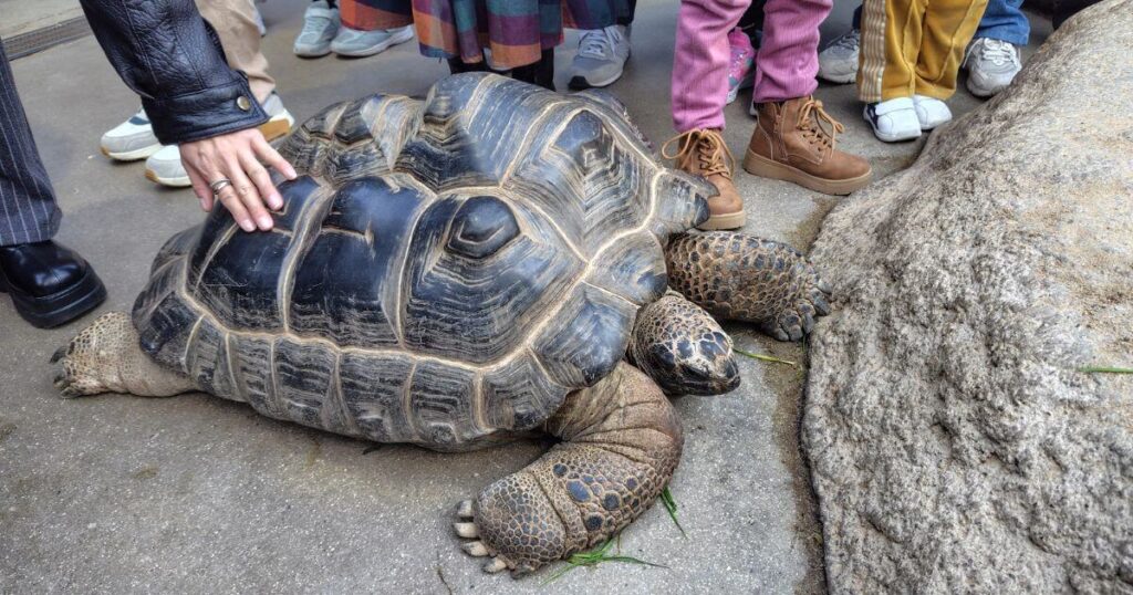 アルダブラゾウガメ