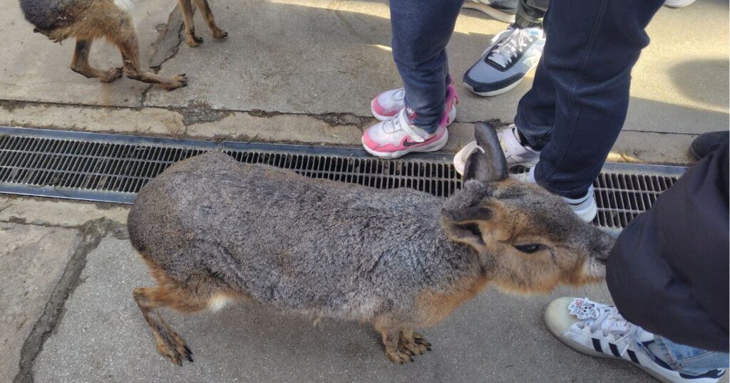 人なつこいマーラ