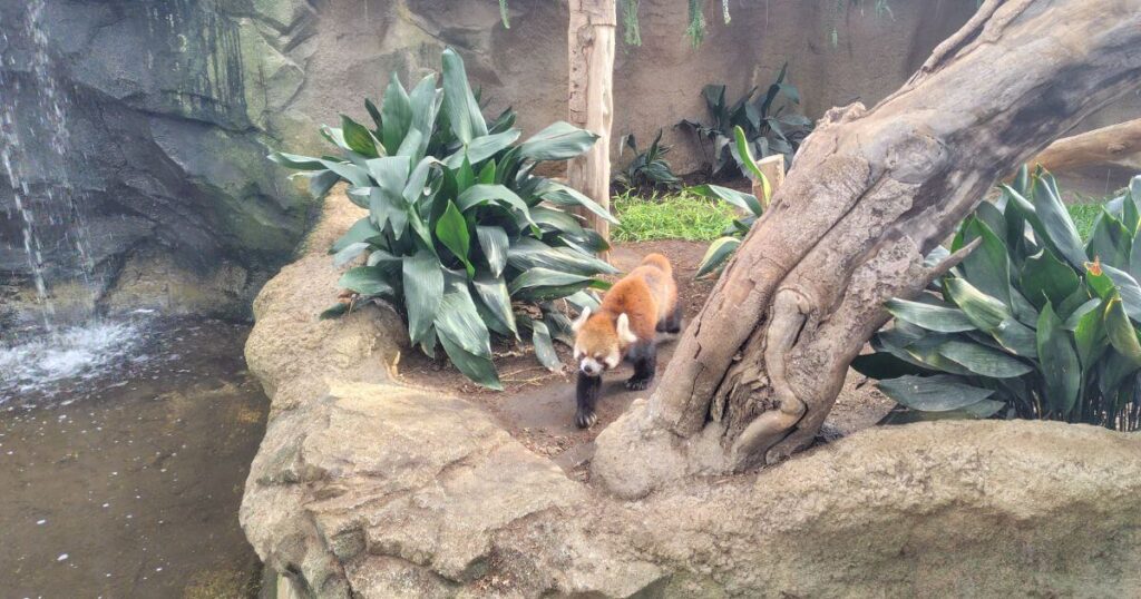 アジアの森のレッサーパンダ