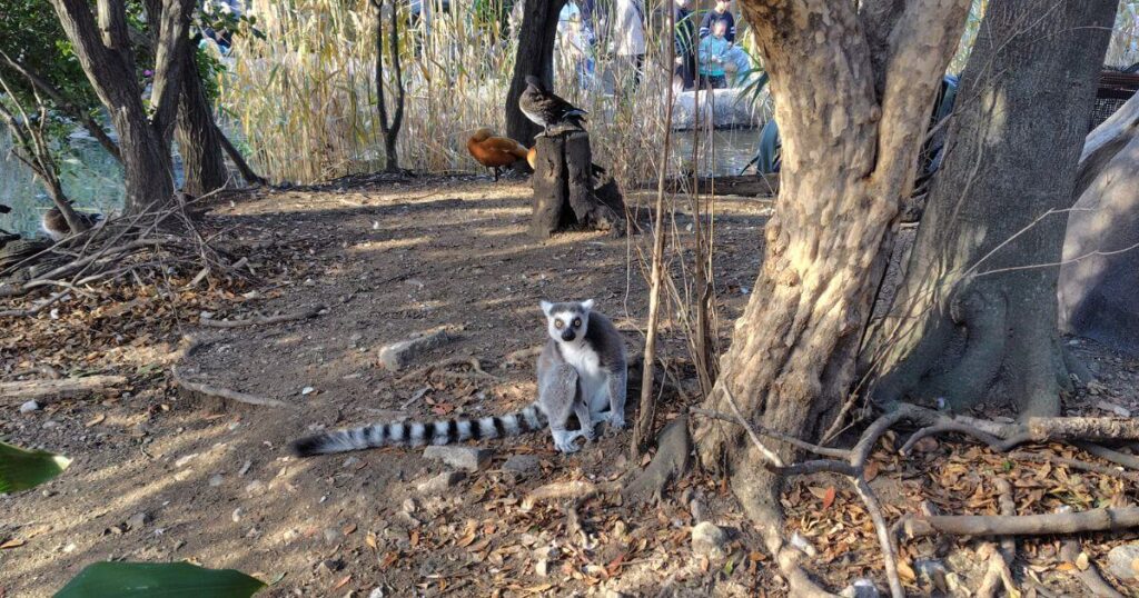 ワオキツネザル