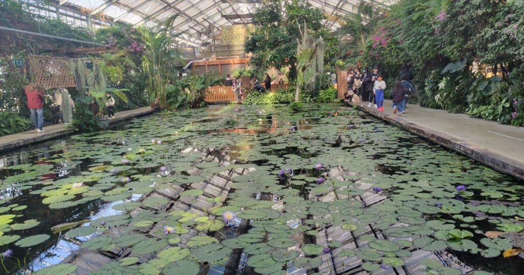 ウォーターリリーズのすいれん