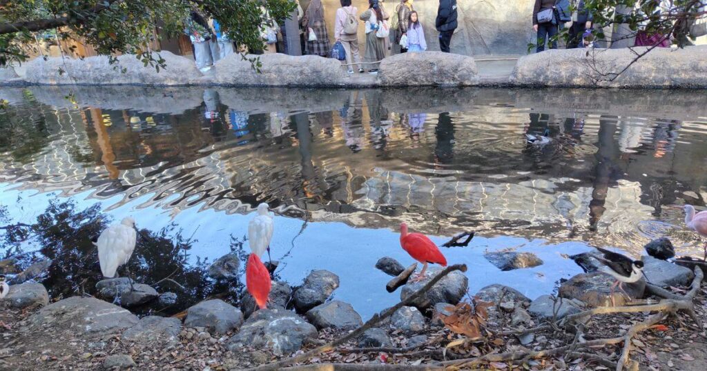 アフリカの湿地のシロトキ