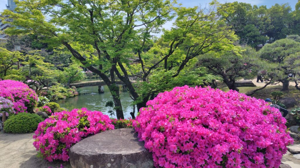 満開のつつじ