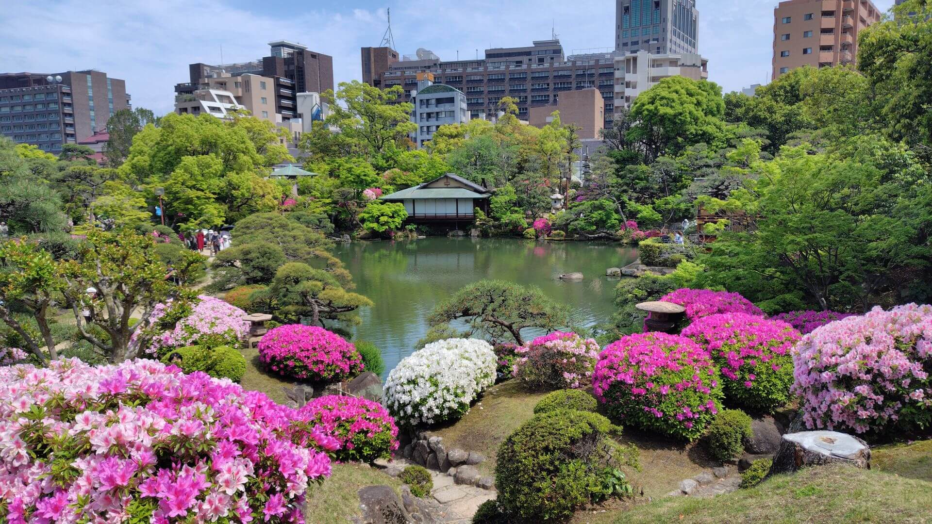 相楽園のつつじと背景のビル