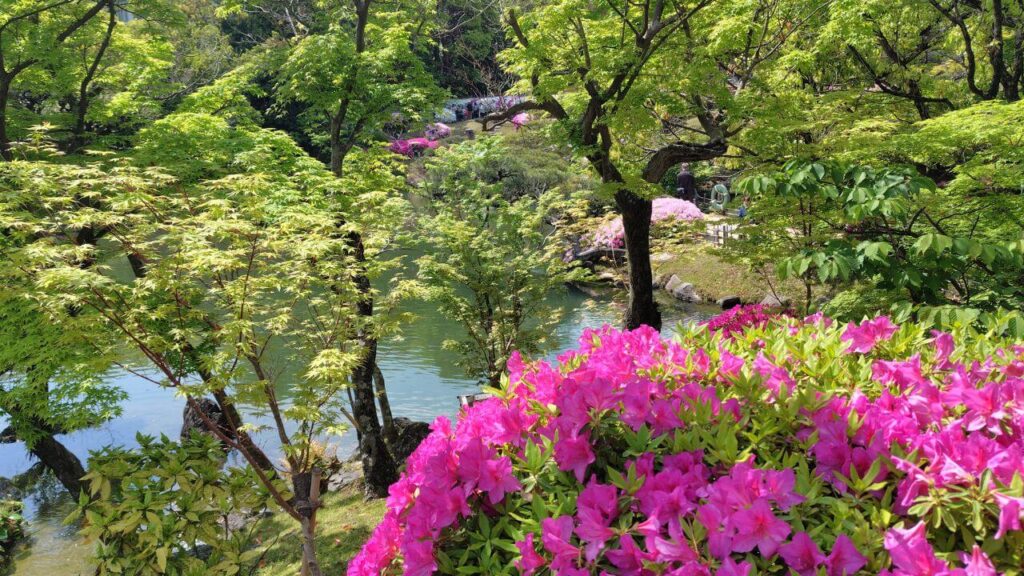 つつじと青もみじ