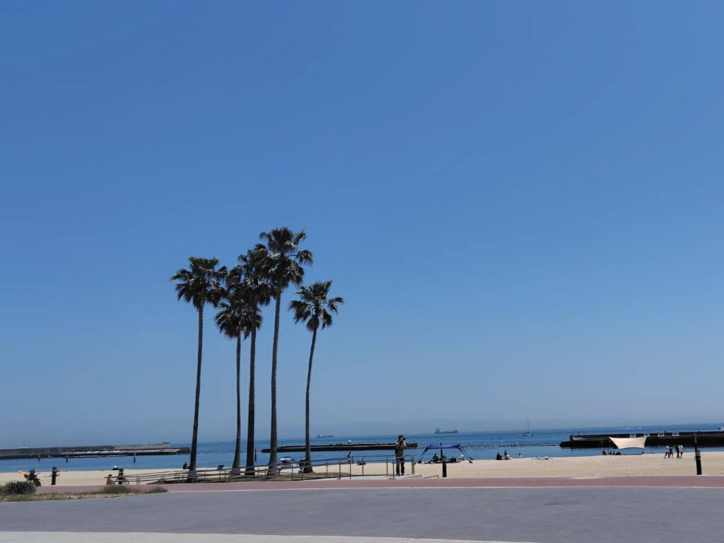 須磨海浜公園の椰子の木