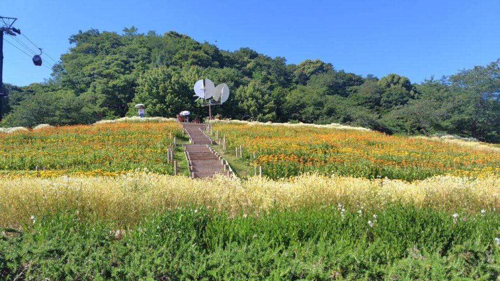 風の丘フラワー園の段々お花畑