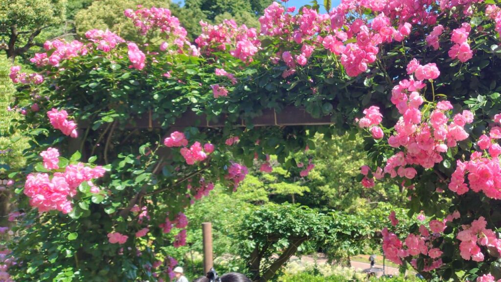 ピンクのローズアーチ